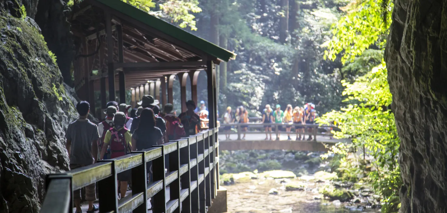 Scouts walk along boardwalks in a hilly forest area during the 23rd World Scout Jamboree in Japan