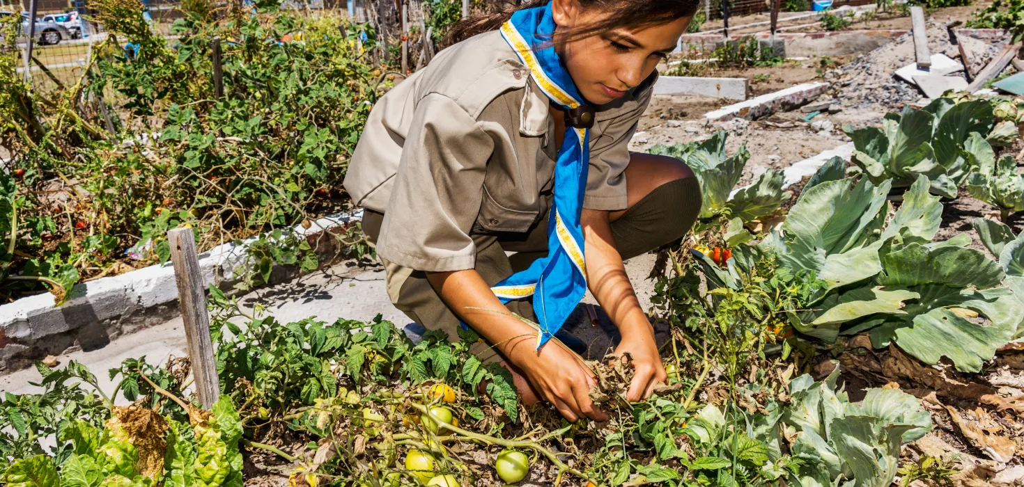 a scout picking plants from the field
