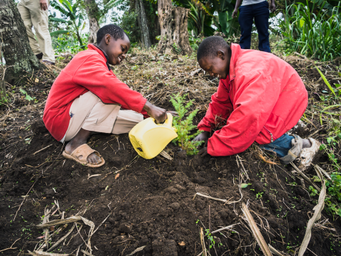 Two Scouts water a tree in Burundi