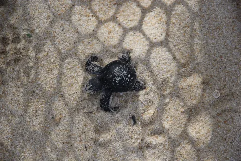 A baby turtle in the sand on the beach in Singapore where Scouts are working on a conservation project