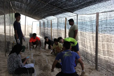 Scouts in Singapore work on a turtle conservation project at a beach